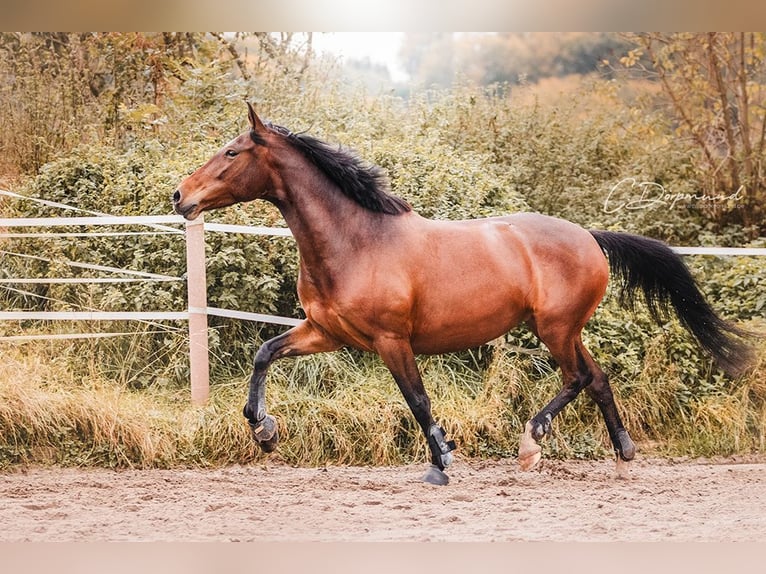 Spanisches Sportpferd Stute 7 Jahre 156 cm Brauner in Katlenburg-Lindau