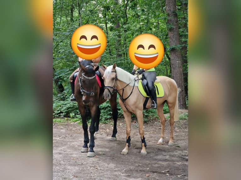 Spanisches Sportpferd Stute 7 Jahre 160 cm Palomino in Lorsch