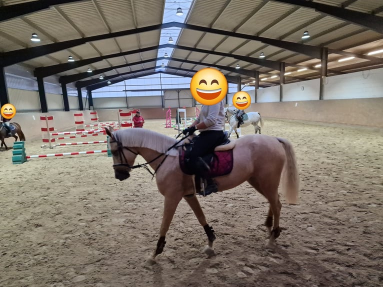 Spanisches Sportpferd Stute 7 Jahre 160 cm Palomino in Lorsch