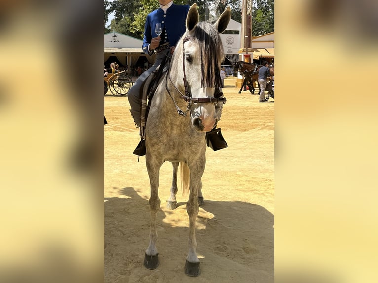 Spanisches Sportpferd Stute 7 Jahre 160 cm Schimmel in Jerez De La Frontera