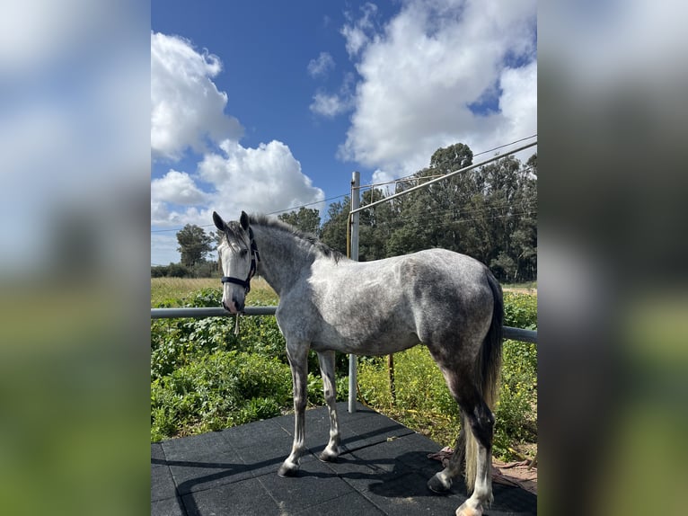 Spanisches Sportpferd Stute 7 Jahre 160 cm Schimmel in Jerez De La Frontera