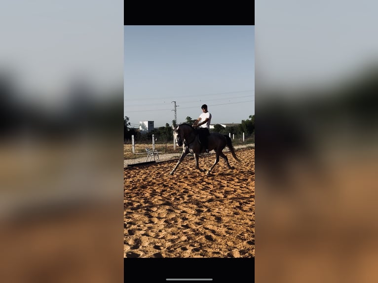 Spanisches Sportpferd Stute 7 Jahre 160 cm Schimmel in Jerez De La Frontera