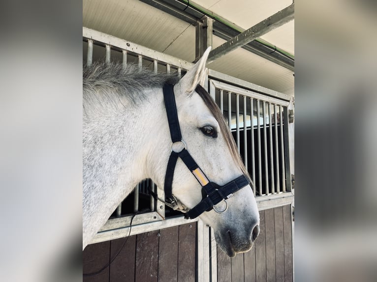 Spanisches Sportpferd Stute 7 Jahre 160 cm Schimmel in Jerez De La Frontera