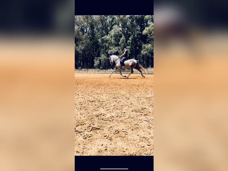 Spanisches Sportpferd Stute 7 Jahre 160 cm Schimmel in Jerez De La Frontera