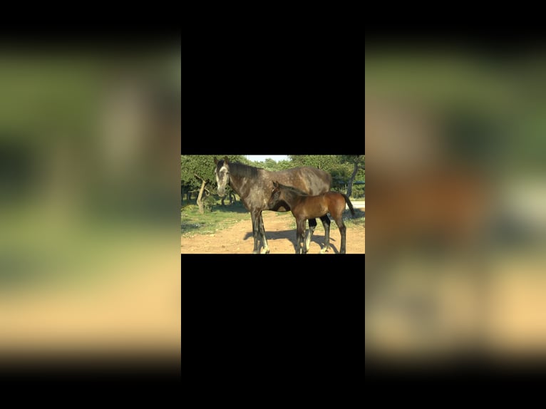 Spanisches Sportpferd Stute 7 Jahre 161 cm Schimmel in Cala&#xF1;as