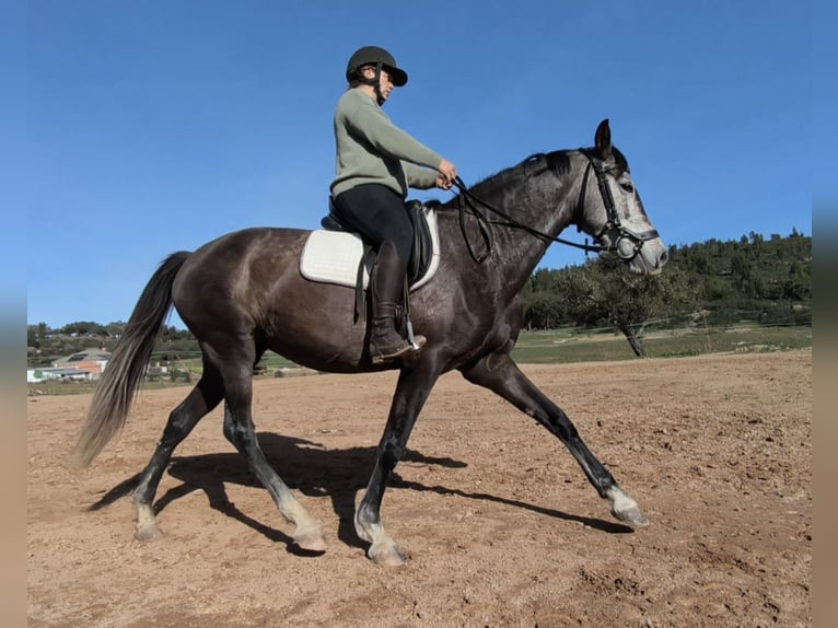 Spanisches Sportpferd Stute 7 Jahre 161 cm Schimmel in Cala&#xF1;as