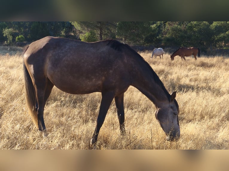 Spanisches Sportpferd Stute 7 Jahre 161 cm Schimmel in Cala&#xF1;as