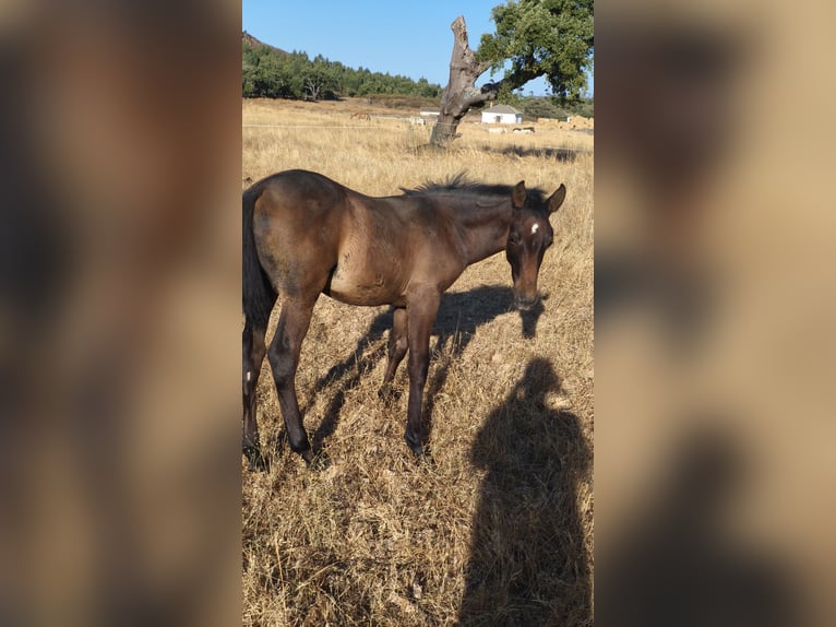 Spanisches Sportpferd Stute 7 Jahre 161 cm Schimmel in Cala&#xF1;as