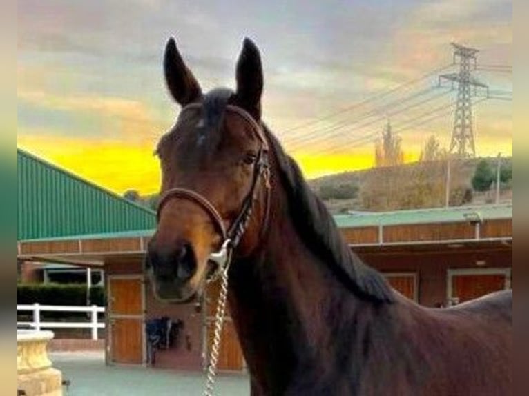 Spanisches Sportpferd Stute 7 Jahre 164 cm Brauner in Madrid