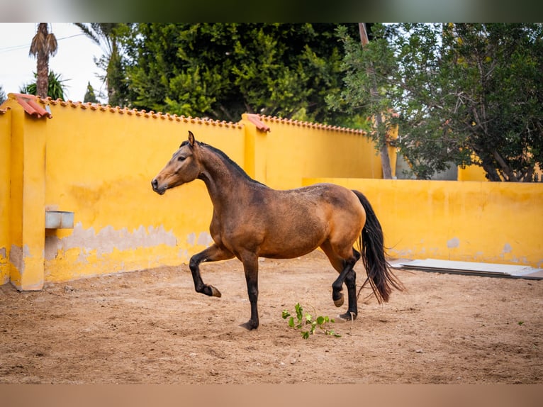 Spanisches Sportpferd Mix Stute 7 Jahre 166 cm Buckskin in Valencia
