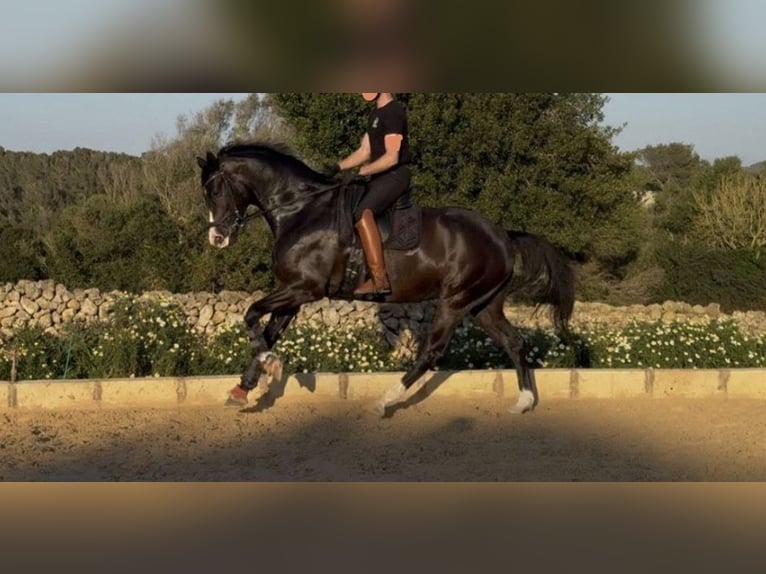 Spanisches Sportpferd Stute 7 Jahre 167 cm Rappe in Ciutadella De Menorca