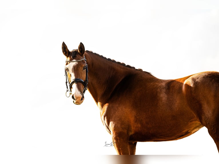 Spanisches Sportpferd Stute 7 Jahre 168 cm Brauner in Sevilla