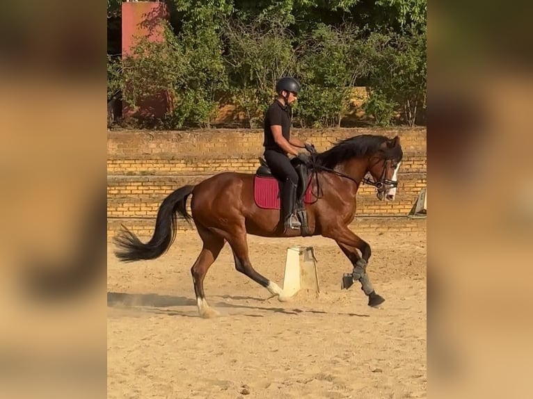 Spanisches Sportpferd Stute 7 Jahre 168 cm Brauner in Sevilla