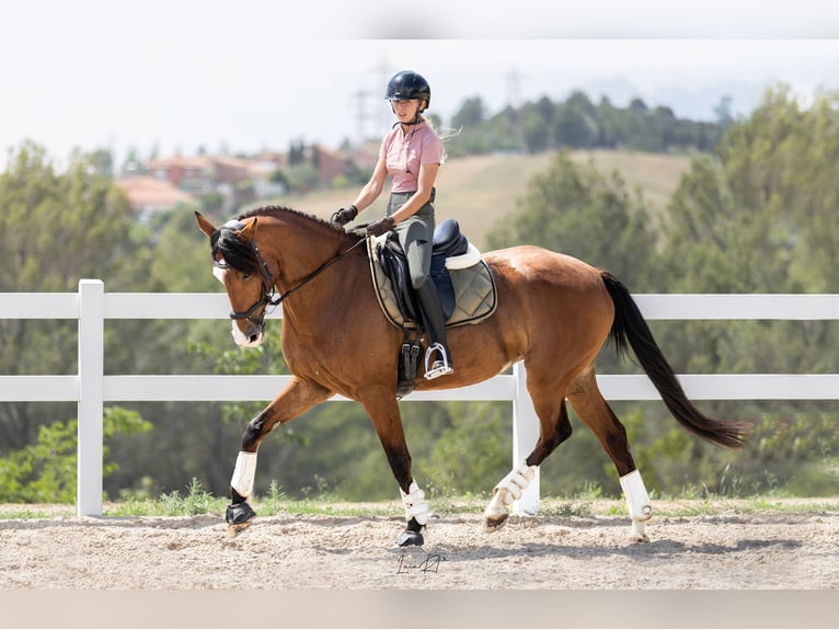 Spanisches Sportpferd Stute 7 Jahre 168 cm Brauner in Sevilla