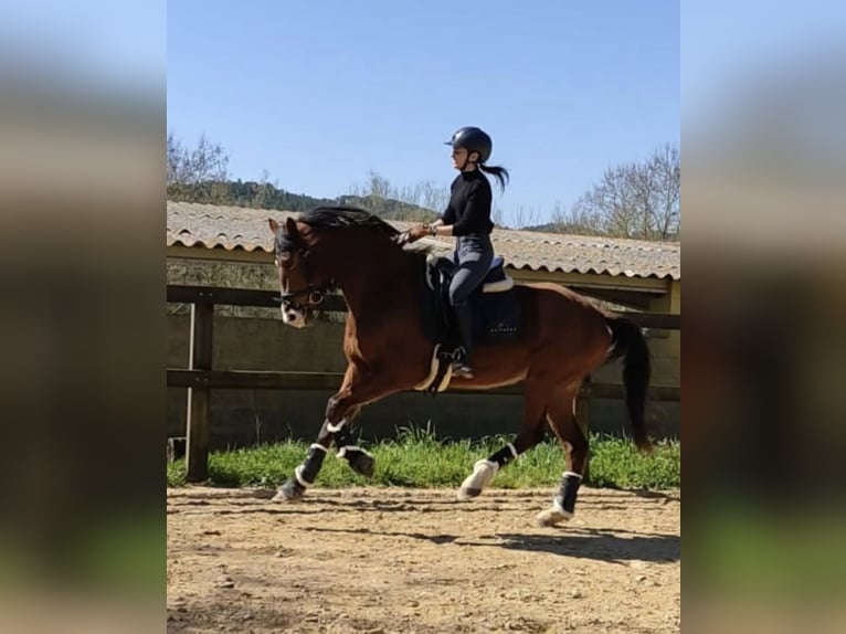 Spanisches Sportpferd Stute 7 Jahre 168 cm Brauner in Sevilla