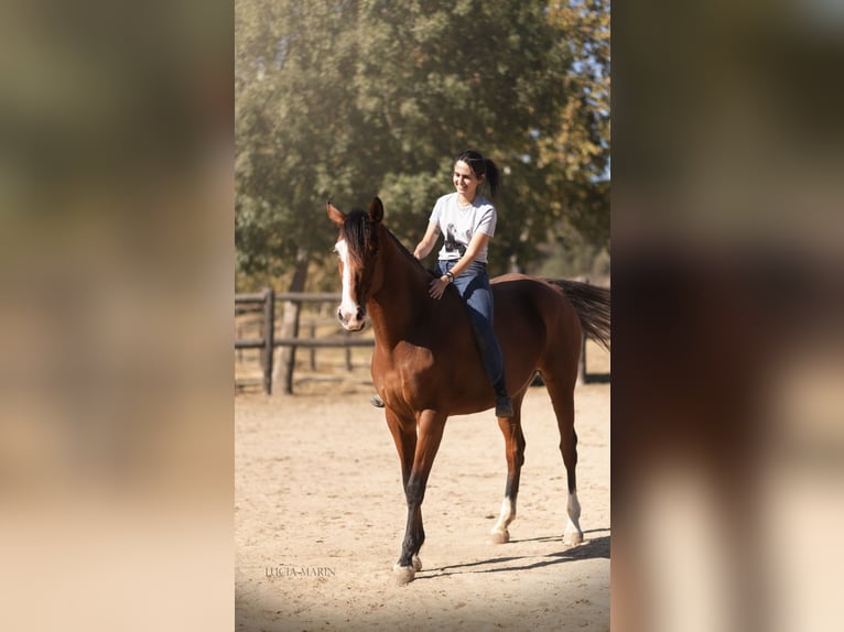Spanisches Sportpferd Stute 7 Jahre 168 cm Brauner in Sevilla