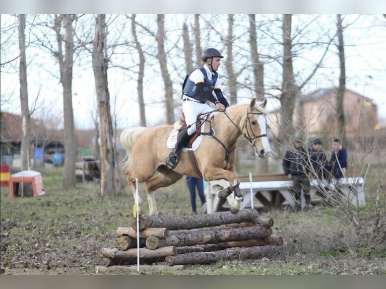 Spanisches Sportpferd Stute 7 Jahre 172 cm Palomino in Velilla