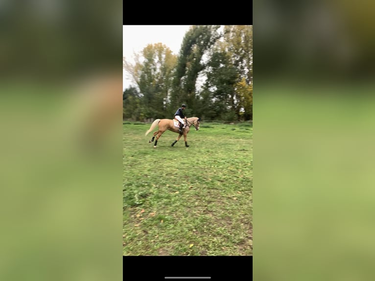 Spanisches Sportpferd Stute 7 Jahre 172 cm Palomino in Velilla