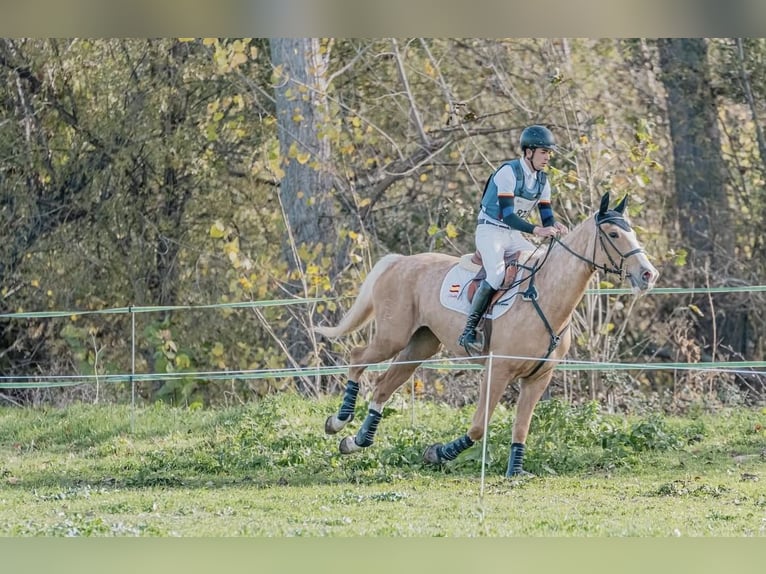 Spanisches Sportpferd Stute 7 Jahre 172 cm Palomino in Velilla