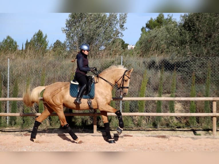 Spanisches Sportpferd Mix Stute 7 Jahre 175 cm Palomino in Valencia