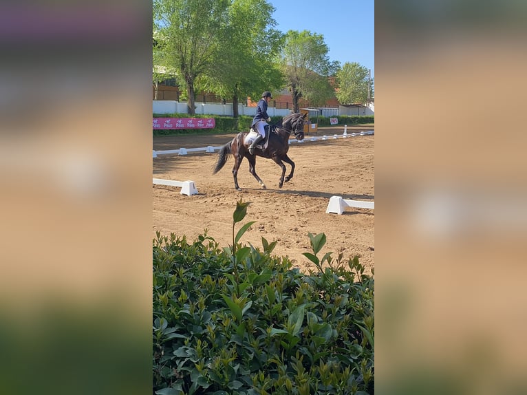 Spanisches Sportpferd Stute 7 Jahre 175 cm Rappe in Zafra