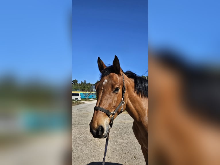 Spanisches Sportpferd Stute 7 Jahre Brauner in Montblanc