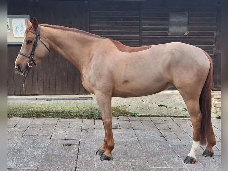 Spanisches Sportpferd Stute 7 Jahre Fuchs in Oviedo