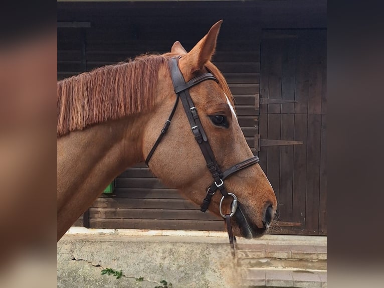 Spanisches Sportpferd Stute 7 Jahre Fuchs in Oviedo