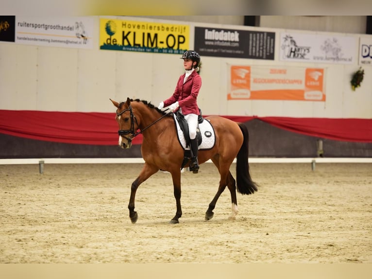Spanisches Sportpferd Mix Stute 8 Jahre 148 cm Brauner in Goes