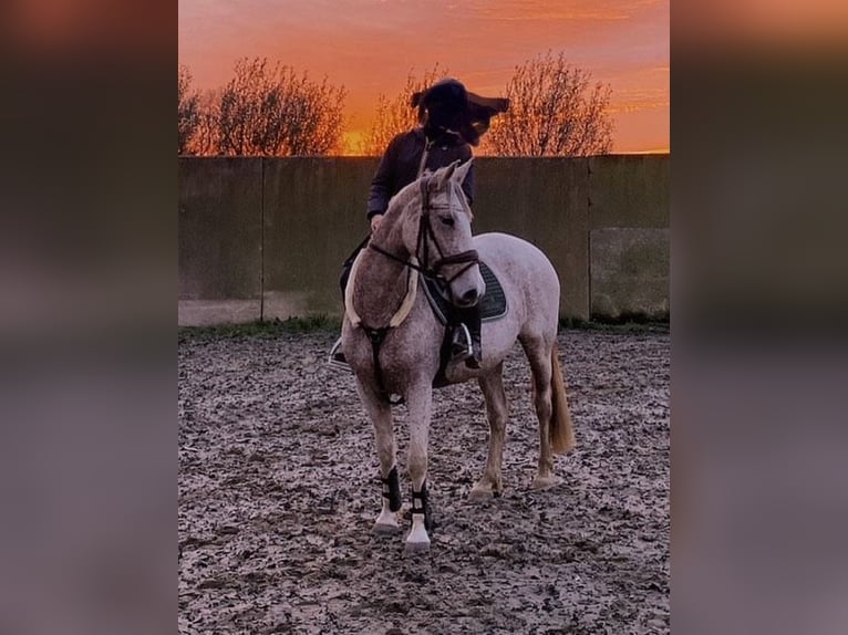 Spanisches Sportpferd Stute 8 Jahre 154 cm Schimmel in oostrozebeke