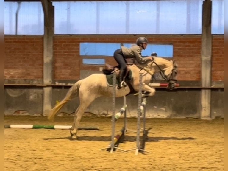 Spanisches Sportpferd Stute 8 Jahre 154 cm Schimmel in oostrozebeke