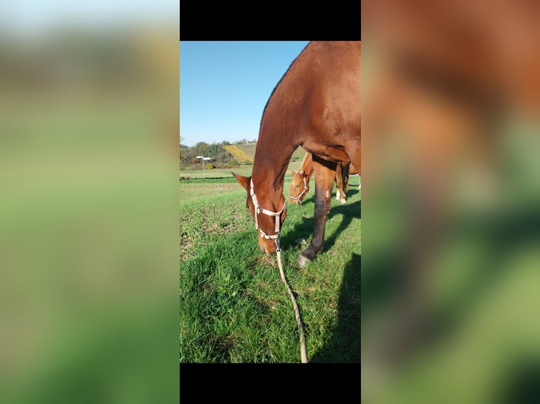 Spanisches Sportpferd Mix Stute 8 Jahre 155 cm Brauner in Burgen