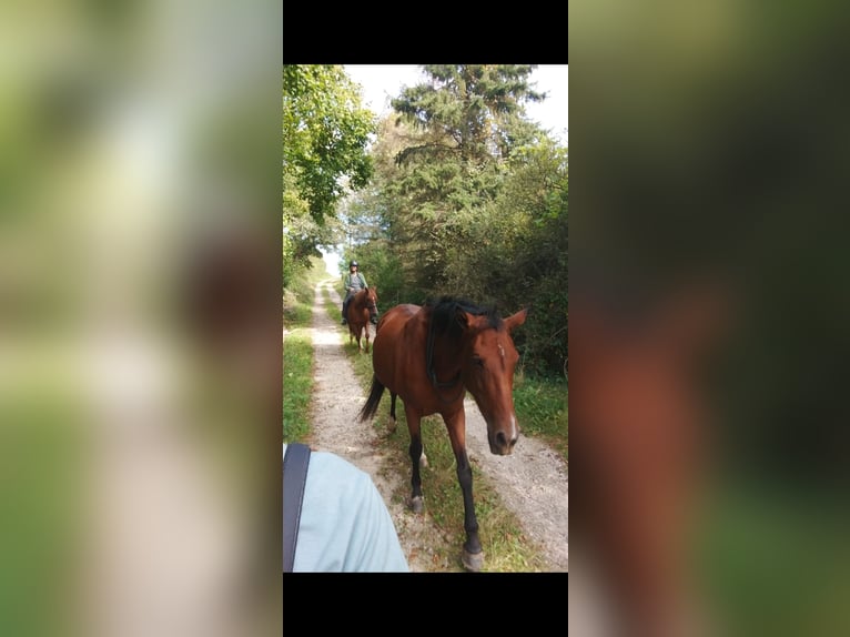 Spanisches Sportpferd Mix Stute 8 Jahre 155 cm Brauner in Burgen