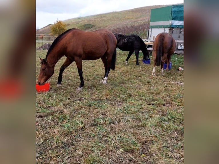 Spanisches Sportpferd Mix Stute 8 Jahre 155 cm Brauner in Burgen