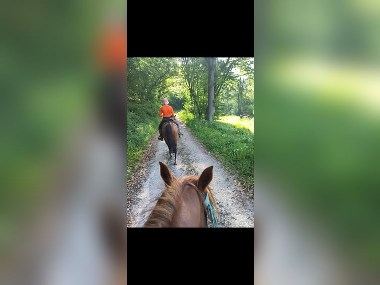 Spanisches Sportpferd Mix Stute 8 Jahre 155 cm Brauner in Burgen