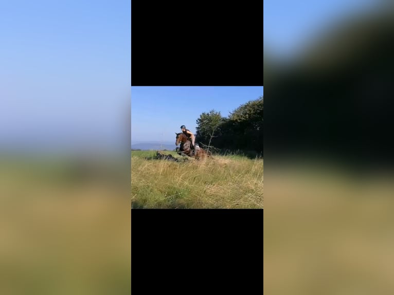 Spanisches Sportpferd Mix Stute 8 Jahre 155 cm Brauner in Burgen
