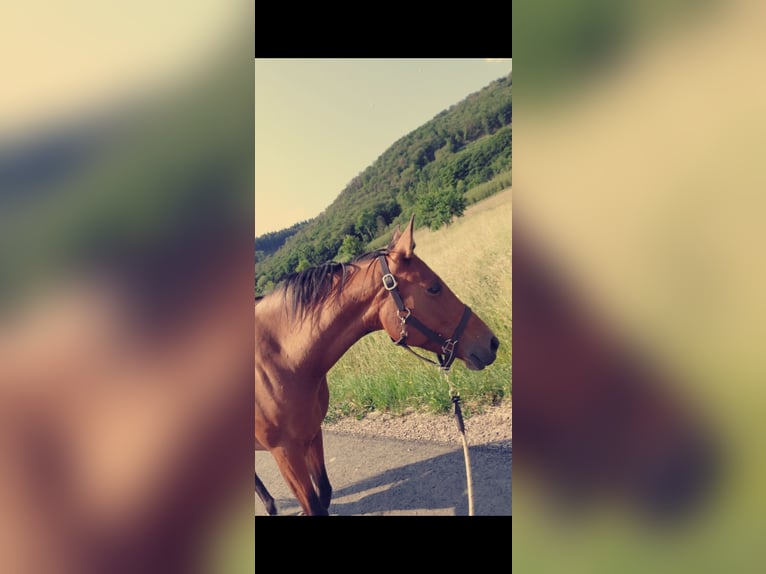 Spanisches Sportpferd Mix Stute 8 Jahre 155 cm Brauner in Burgen