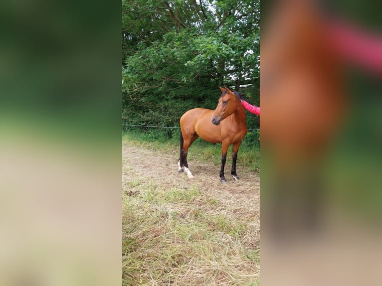 Spanisches Sportpferd Mix Stute 8 Jahre 155 cm Brauner in Burgen