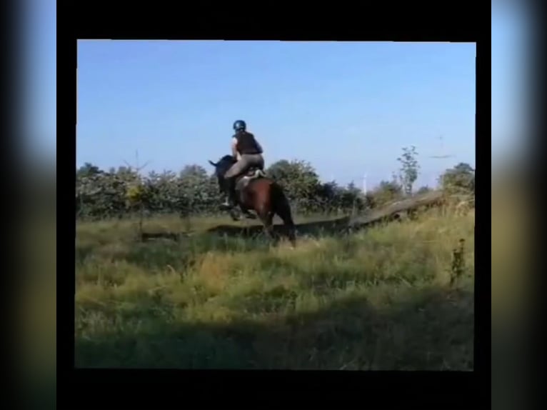 Spanisches Sportpferd Mix Stute 8 Jahre 155 cm Brauner in Burgen