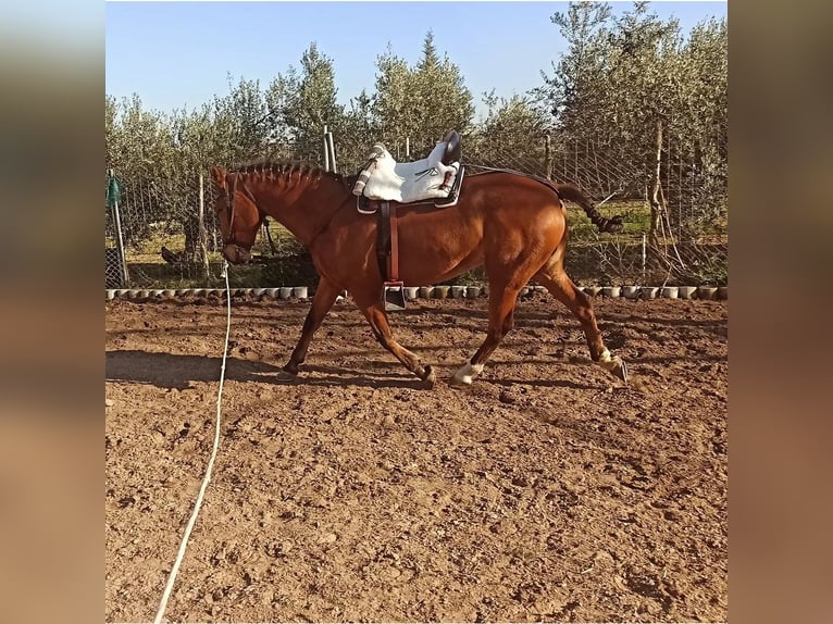Spanisches Sportpferd Stute 8 Jahre 156 cm Brauner in Talavera La Real