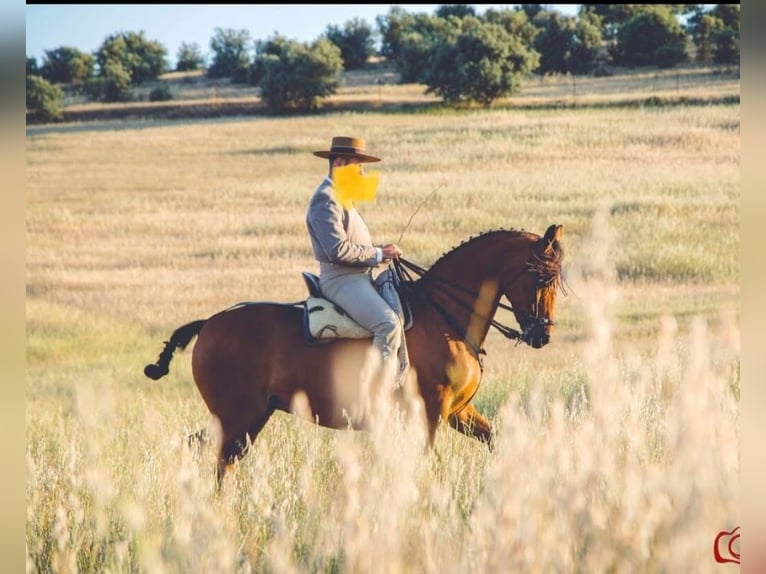 Spanisches Sportpferd Stute 8 Jahre 156 cm Brauner in Talavera La Real