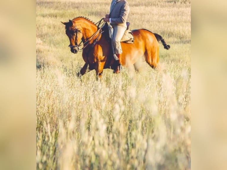 Spanisches Sportpferd Stute 8 Jahre 156 cm Brauner in Talavera La Real