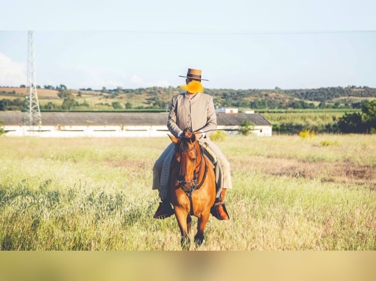 Spanisches Sportpferd Stute 8 Jahre 156 cm Brauner in Talavera La Real