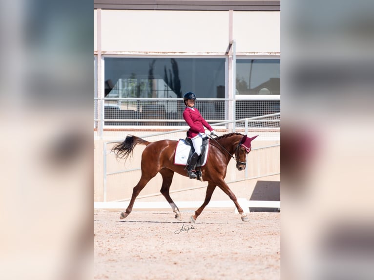 Spanisches Sportpferd Stute 8 Jahre 160 cm Fuchs in Albaida