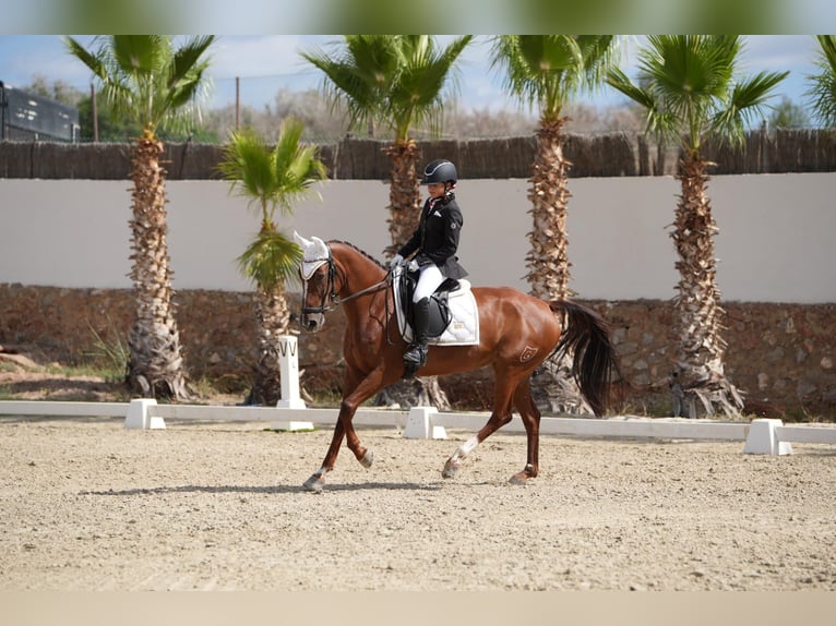 Spanisches Sportpferd Stute 8 Jahre 160 cm Fuchs in Albaida
