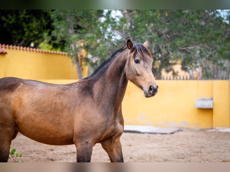 Spanisches Sportpferd Mix Stute 8 Jahre 166 cm Buckskin in Valencia