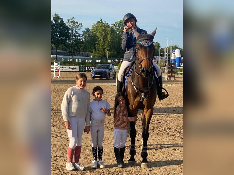Spanisches Sportpferd Stute 8 Jahre 168 cm Brauner in Gijon