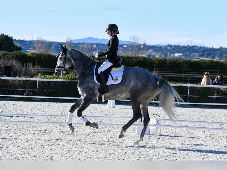 Spanisches Sportpferd Stute 8 Jahre 168 cm White in Velilla De San Antonio