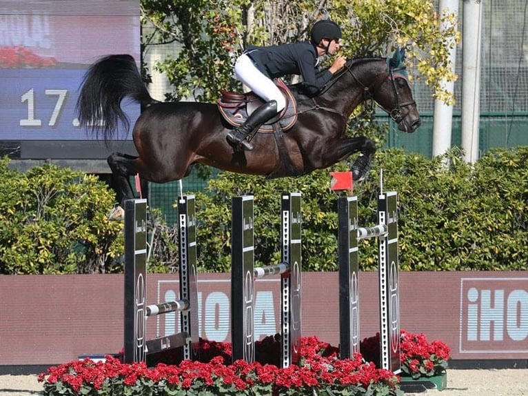Spanisches Sportpferd Stute 8 Jahre 170 cm Brauner in Candas