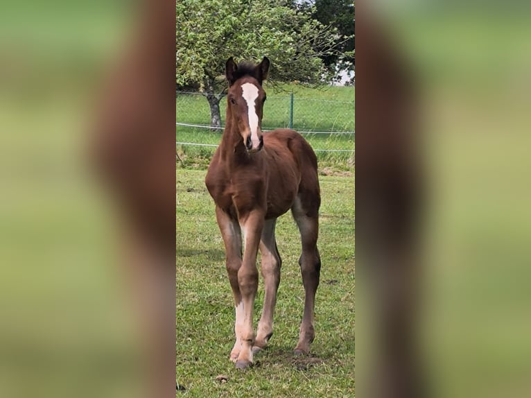 Spanisches Sportpferd Stute 8 Jahre 170 cm Brauner in Candas